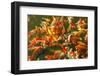 Colorful Koi or Carp Chinese Fish in Water-kenny001-Framed Photographic Print