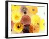 Colorful Layer Work from Yellow and Brown Blossoms-Alaya Gadeh-Framed Photographic Print