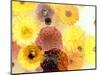 Colorful Layer Work from Yellow and Brown Blossoms-Alaya Gadeh-Mounted Photographic Print