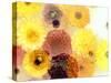 Colorful Layer Work from Yellow and Brown Blossoms-Alaya Gadeh-Stretched Canvas