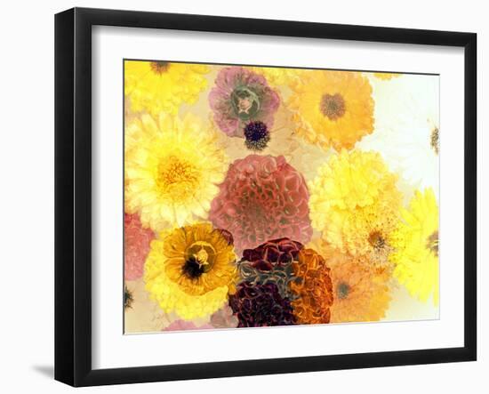 Colorful Layer Work from Yellow and Brown Blossoms-Alaya Gadeh-Framed Photographic Print