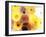 Colorful Layer Work from Yellow and Brown Blossoms-Alaya Gadeh-Framed Photographic Print