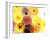 Colorful Layer Work from Yellow and Brown Blossoms-Alaya Gadeh-Framed Photographic Print