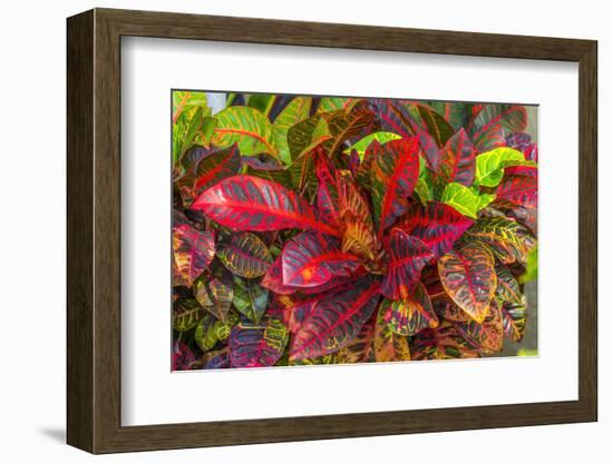 Colorful leaves, Moorea, Tahiti, French Polynesia-William Perry-Framed Photographic Print