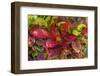 Colorful leaves, Moorea, Tahiti, French Polynesia-William Perry-Framed Photographic Print