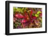 Colorful leaves, Moorea, Tahiti, French Polynesia-William Perry-Framed Photographic Print