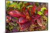 Colorful leaves, Moorea, Tahiti, French Polynesia-William Perry-Mounted Photographic Print