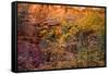 Colorful leaves on a tree during autumn, Zion National Park, Utah, USA-null-Framed Stretched Canvas