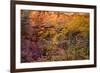 Colorful leaves on a tree during autumn, Zion National Park, Utah, USA-null-Framed Photographic Print