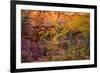 Colorful leaves on a tree during autumn, Zion National Park, Utah, USA-null-Framed Photographic Print