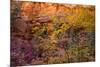 Colorful leaves on a tree during autumn, Zion National Park, Utah, USA-null-Mounted Photographic Print