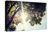 Colorful Leaves with Sunbeam, Toned Image-seewhatmitchsee-Stretched Canvas