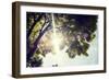 Colorful Leaves with Sunbeam, Toned Image-seewhatmitchsee-Framed Photographic Print