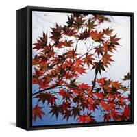 Colorful leaves-Micha Pawlitzki-Framed Stretched Canvas