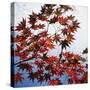 Colorful leaves-Micha Pawlitzki-Stretched Canvas