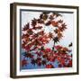 Colorful leaves-Micha Pawlitzki-Framed Photographic Print