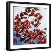 Colorful leaves-Micha Pawlitzki-Framed Photographic Print