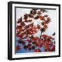 Colorful leaves-Micha Pawlitzki-Framed Photographic Print