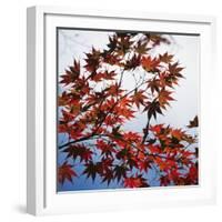 Colorful leaves-Micha Pawlitzki-Framed Photographic Print