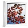 Colorful leaves-Micha Pawlitzki-Framed Photographic Print