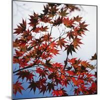Colorful leaves-Micha Pawlitzki-Mounted Photographic Print