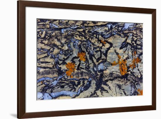 Colorful lichen encrusted rock in Glacier National Park, Montana, USA-Chuck Haney-Framed Photographic Print