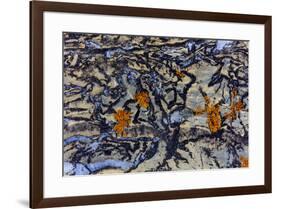 Colorful lichen encrusted rock in Glacier National Park, Montana, USA-Chuck Haney-Framed Photographic Print