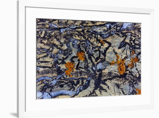 Colorful lichen encrusted rock in Glacier National Park, Montana, USA-Chuck Haney-Framed Photographic Print