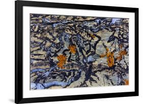 Colorful lichen encrusted rock in Glacier National Park, Montana, USA-Chuck Haney-Framed Photographic Print