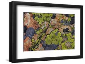 Colorful lichen patterns on rocks along McDonald Creek in Glacier National Park, USA-Chuck Haney-Framed Photographic Print