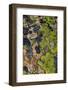 Colorful lichen patterns on rocks along McDonald Creek in Glacier National Park, USA-Chuck Haney-Framed Photographic Print