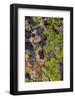 Colorful lichen patterns on rocks along McDonald Creek in Glacier National Park, USA-Chuck Haney-Framed Photographic Print