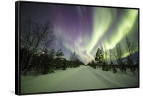 Colorful lights of the Northern Lights (Aurora Borealis) and starry sky on the snowy woods, Levi, S-Roberto Moiola-Framed Stretched Canvas