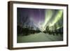 Colorful lights of the Northern Lights (Aurora Borealis) and starry sky on the snowy woods, Levi, S-Roberto Moiola-Framed Photographic Print