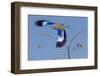 Colorful Lilac Breasted Roller taking flight, Etosha National Park-Darrell Gulin-Framed Photographic Print