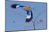 Colorful Lilac Breasted Roller taking flight, Etosha National Park-Darrell Gulin-Mounted Photographic Print