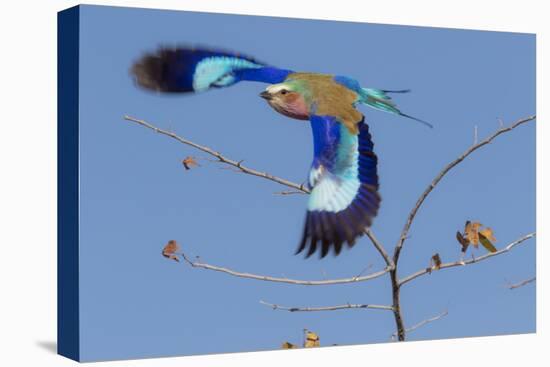 Colorful Lilac Breasted Roller taking flight, Etosha National Park-Darrell Gulin-Stretched Canvas