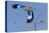 Colorful Lilac Breasted Roller taking flight, Etosha National Park-Darrell Gulin-Stretched Canvas