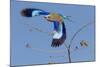 Colorful Lilac Breasted Roller taking flight, Etosha National Park-Darrell Gulin-Mounted Photographic Print