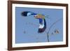 Colorful Lilac Breasted Roller taking flight, Etosha National Park-Darrell Gulin-Framed Photographic Print