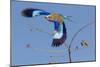 Colorful Lilac Breasted Roller taking flight, Etosha National Park-Darrell Gulin-Mounted Photographic Print