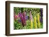 Colorful Lupines, USA-Lisa S. Engelbrecht-Framed Photographic Print