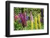 Colorful Lupines, USA-Lisa S. Engelbrecht-Framed Photographic Print