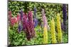 Colorful Lupines, USA-Lisa S. Engelbrecht-Mounted Photographic Print