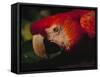 Colorful Macaw, Antigua, Guatemala-Merrill Images-Framed Stretched Canvas