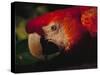Colorful Macaw, Antigua, Guatemala-Merrill Images-Stretched Canvas