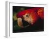 Colorful Macaw, Antigua, Guatemala-Merrill Images-Framed Photographic Print