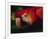 Colorful Macaw, Antigua, Guatemala-Merrill Images-Framed Photographic Print