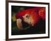 Colorful Macaw, Antigua, Guatemala-Merrill Images-Framed Photographic Print