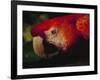 Colorful Macaw, Antigua, Guatemala-Merrill Images-Framed Photographic Print
